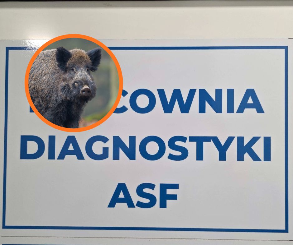 Martwe dziki pod Piotrkowem. Są wyniki badań