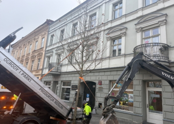 Piotrkowska zyskuje nową zieleń. Kilkadziesiąt drzew oraz kwiaty