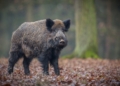 Jest decyzja Komisji Europejskiej w sprawie strefy objętej zakażeniem ASF w powiecie piotrowskim