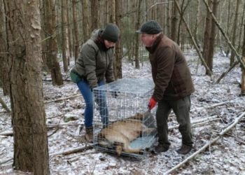 Wilk we wnykach pod Bełchatowem. Zwierzę trzeba było uśpić