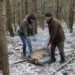 Wilk we wnykach pod Bełchatowem. Zwierzę trzeba było uśpić