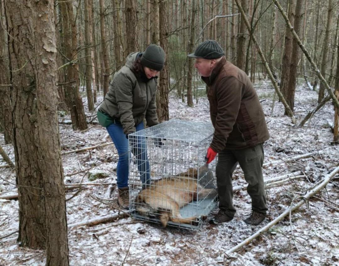 Wilk we wnykach pod Bełchatowem. Zwierzę trzeba było uśpić