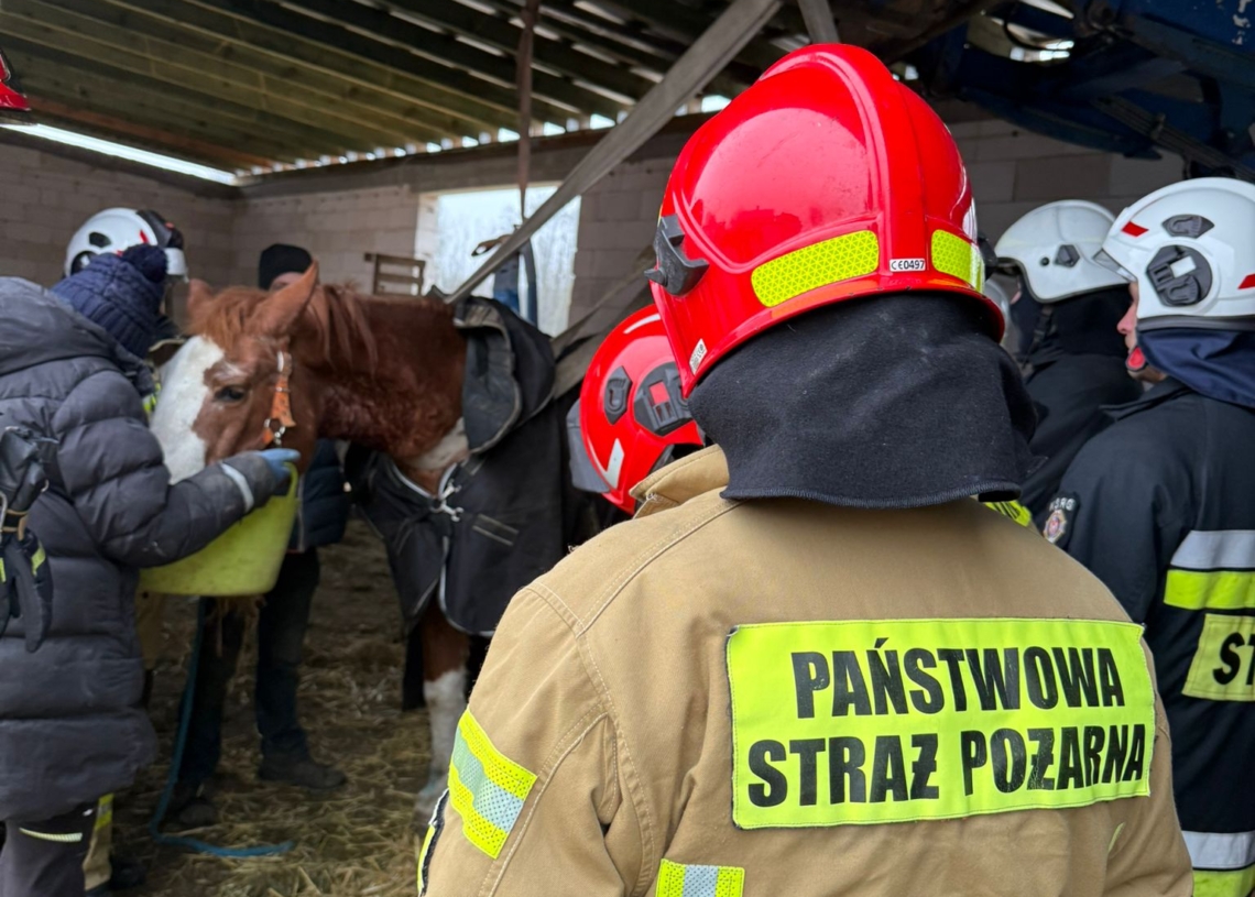 Gmina Poddębice: upadł koń, musieli pomagać strażacy. "Nie było lekko"