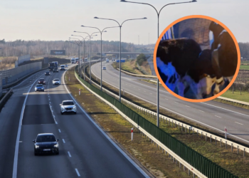 Niecodzienna sytuacja na A2. Na drodze pojawiły się... dwa cielaki