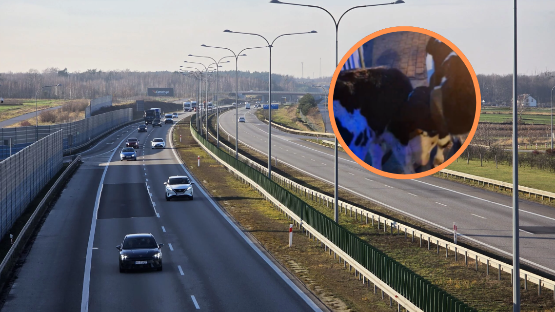Niecodzienna sytuacja na A2. Na drodze pojawiły się... dwa cielaki