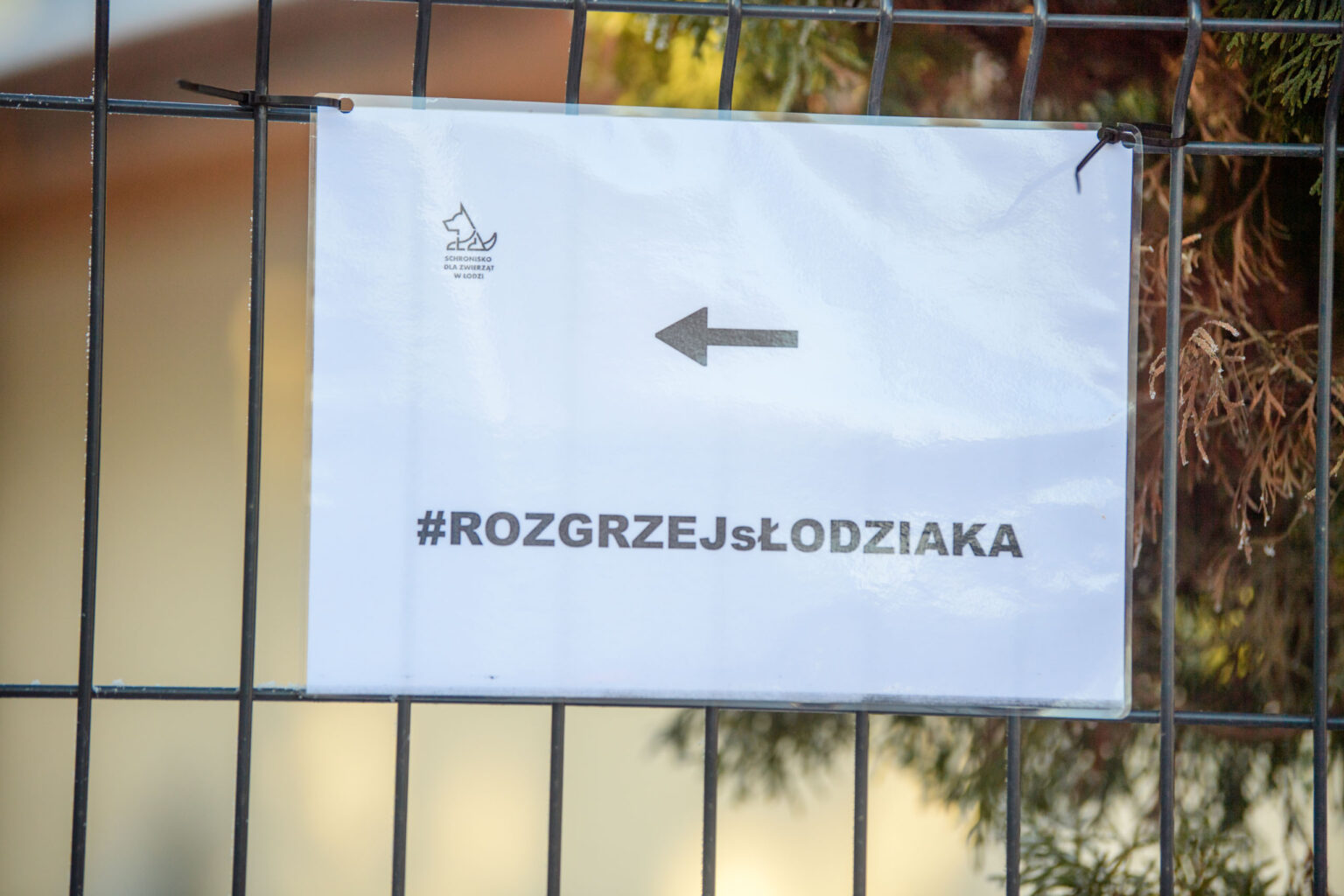 Rozgrzej Słodziaka Zimowe spacery z psami ze schroniska fot Sebastian Szwajkowski_7 Rozgrzej Slodziaka Zimowe spacery z psami ze schroniska fot Sebastian Szwajkowski 7
