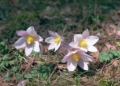 Sasanka wiosenna, fot. Andrzej Grzyl