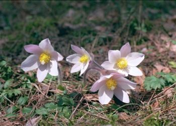 Sasanka wiosenna, fot. Andrzej Grzyl