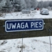 To jest temat. Bez obowiązku rejestracji! Nielegalne hodowle psów [PODCAST]