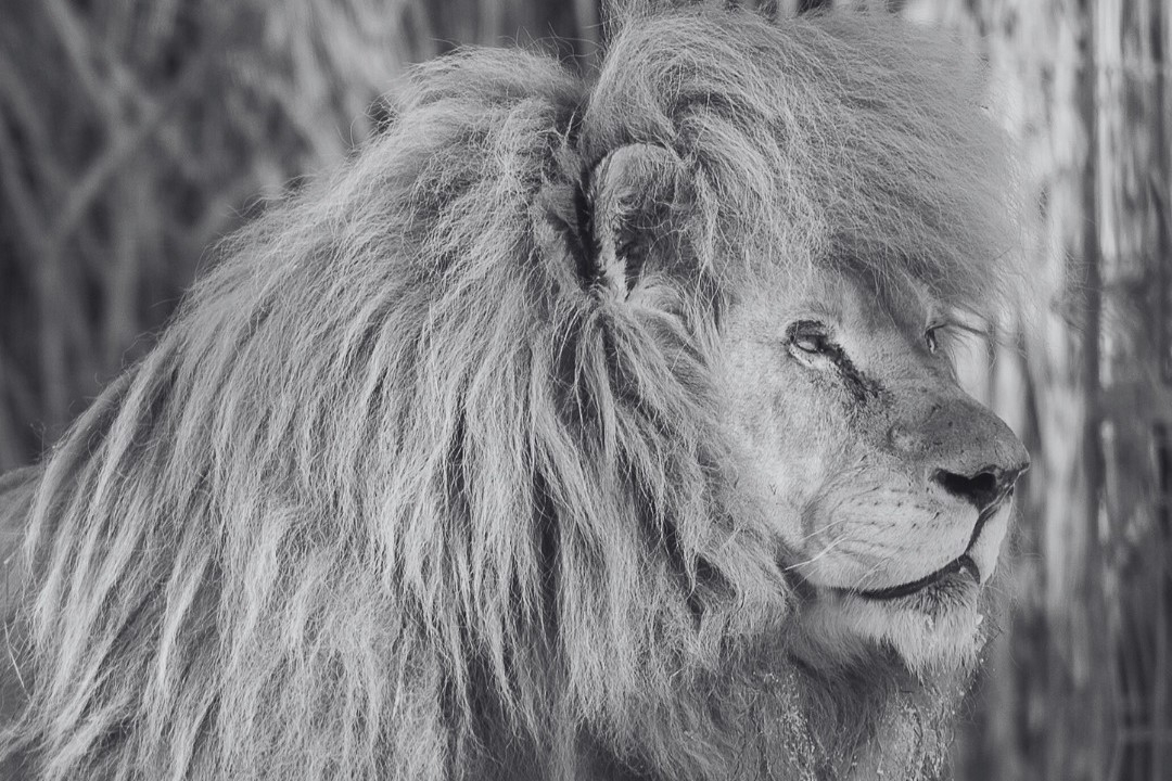 Nie żyje Sahim - pierwszy biały lew z ZOO Borysew