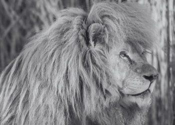 Nie żyje Sahim - pierwszy biały lew z ZOO Borysew