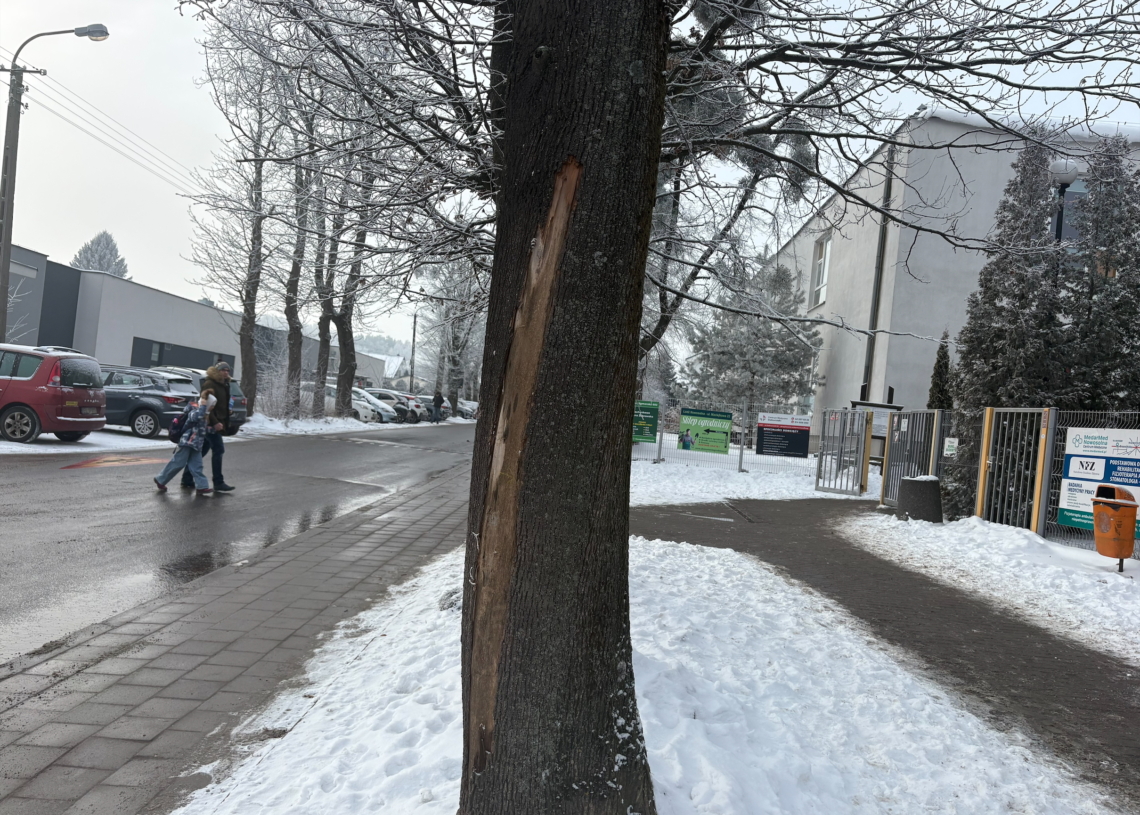 Mieszkańcy Nowosolnej zaniepokojeni. Chodzi o uschnięte drzewa na Jugosłowiańskiej