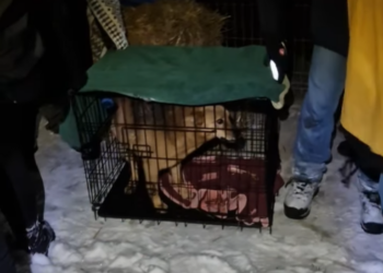 Psy uratowane ze schroniska w Sobolewie trafiły do Łódzkiego