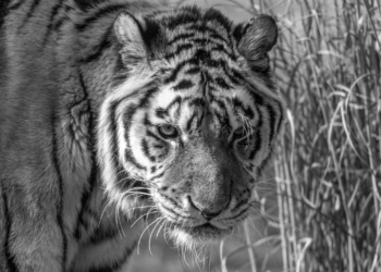 Łódzkie zoo straciło Serducho