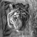 Łódzkie zoo straciło Serducho
