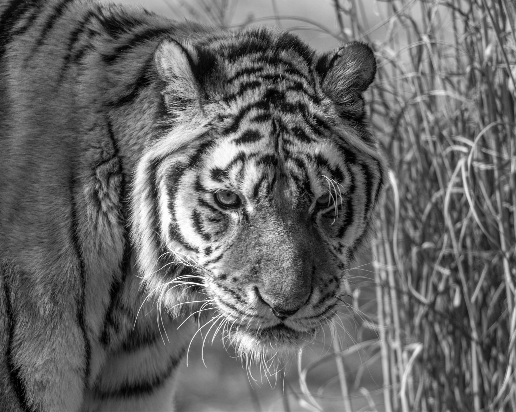 Łódzkie zoo straciło Serducho
