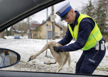 Policjanci uratowali łabędzia w Inowłodzu