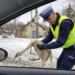 Policjanci uratowali łabędzia w Inowłodzu. Ptak zakleszczył się w konstrukcji mostu 10 Policjanci uratowali łabędzia w Inowłodzu