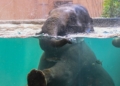 ZOO poszukuje nowego pracownika. Słoniarnia zaprasza do współpracy 4 ZOO poszukuje nowego pracownika. Słoniarnia zaprasza do współpracy