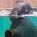 ZOO poszukuje nowego pracownika. Słoniarnia zaprasza do współpracy 10 ZOO poszukuje nowego pracownika. Słoniarnia zaprasza do współpracy
