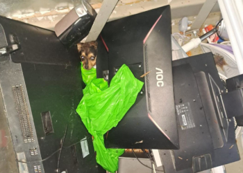 Bełchatów: piesek wyrzucony do kontenera na odpady elektroniczne