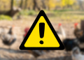 Pomór drobiu w Łódzkiem? Wojewoda ostrzega hodowców 2 Pomór drobiu w Łódzkiem? Wojewoda ostrzega hodowców