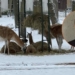 Zima w Orientarium ZOO Łódź
