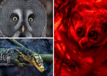 Nowi lokatorzy łódzkiego Orientarium. Maluch, łowca, waran i nocny akrobata