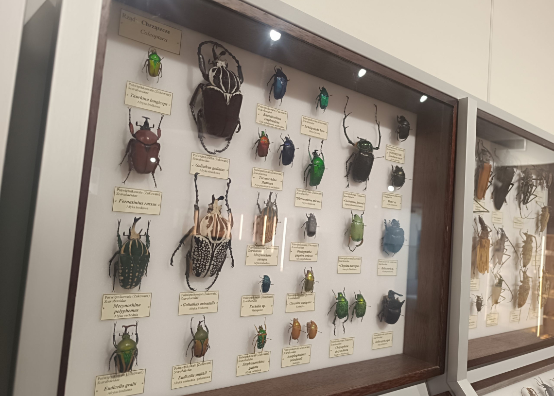 Ekologia. Bez. Ogródek | Motyle i chrząszcze - zbiory Muzeum Przyrodniczego UŁ [PODCAST]
