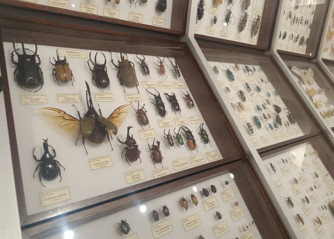 Ekologia. Bez. Ogródek | Motyle i chrząszcze - zbiory Muzeum Przyrodniczego UŁ [PODCAST]