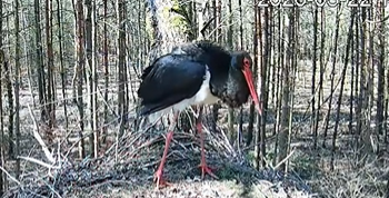 Bociany czarne wracają z ciepłych krajów. Pierwsza zameldowała się samica [WIDEO]