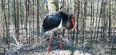 Bociany czarne wracają z ciepłych krajów. Pierwsza zameldowała się samica [WIDEO]