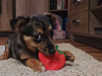 Została wyrzucona do kontenera, teraz ma nowy dom. Historia Dody z happy endem