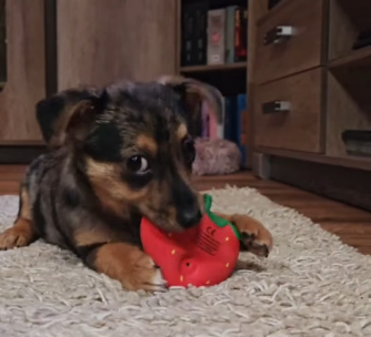 Została wyrzucona do kontenera, teraz ma nowy dom. Historia Dody z happy endem