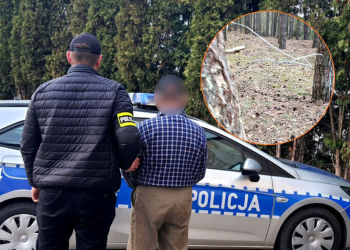 Kłusownik z Wolborza zatrzymany. 76-latek rozkładał w lesie stalowe wnyki
