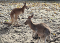 Baby boom w ZOO Borysew