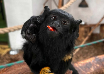 Baby boom w ZOO Borysew