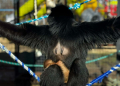 Baby boom w ZOO Borysew