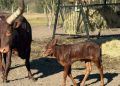 Baby boom w ZOO Borysew