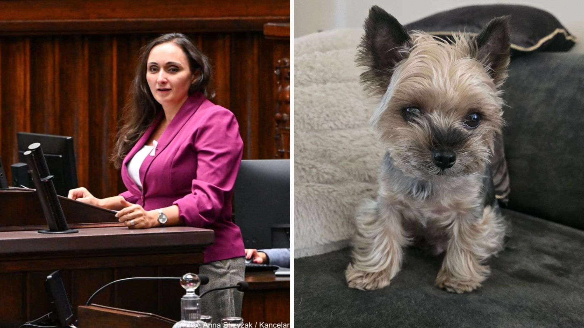 Posłanka z Łodzi demaskuje pseudohodowle