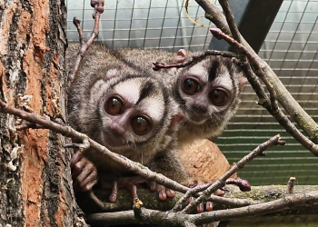 Nowi mieszkańcy łódzkiego ZOO, czyli małpki z wielkimi oczami