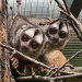 Nowi mieszkańcy łódzkiego ZOO, czyli małpki z wielkimi oczami