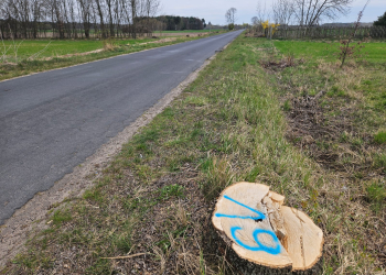 Wycinka drzew pod remont drogi w powiecie poddębickim