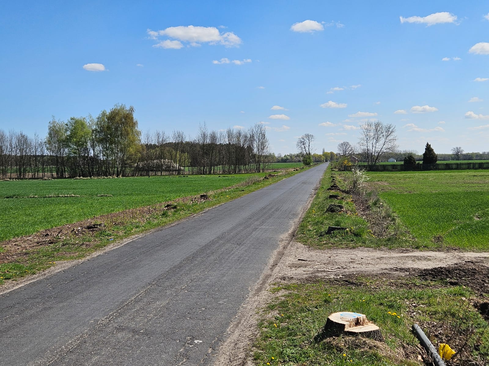 Wycinka drzew pod remont drogi w powiecie poddębickim
