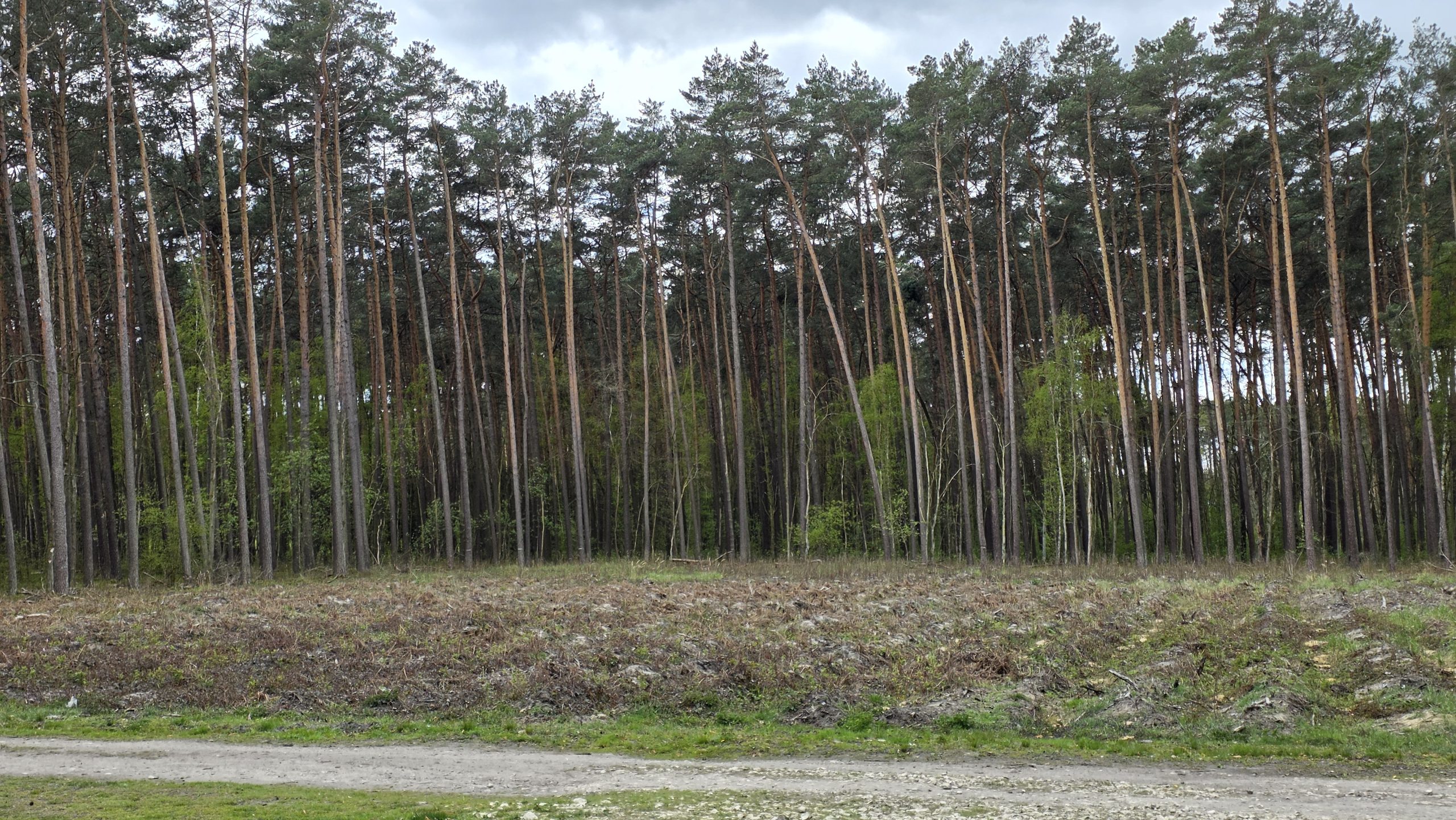 Zagrożenie pożarowe w lasach. Najwyższy stopień w Łódzkiem 3 Zagrożenie pożarowe w lasach. Najwyższy stopień w Łódzkiem