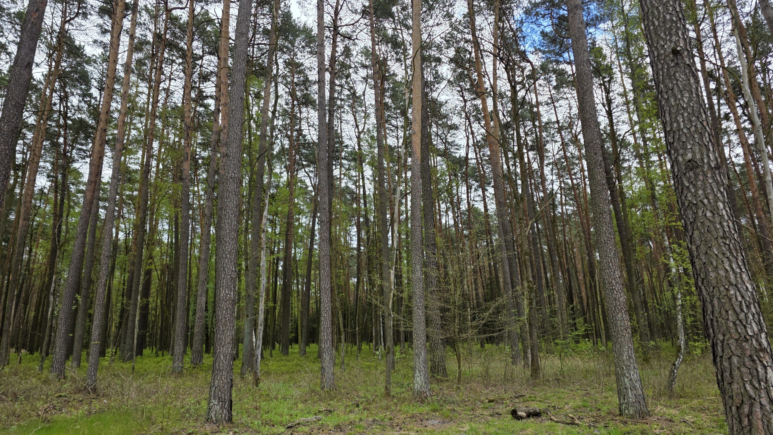 Zagrożenie pożarowe w lasach. Najwyższy stopień w Łódzkiem 4 Zagrożenie pożarowe w lasach. Najwyższy stopień w Łódzkiem