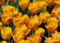 2026.04.25 Tulipany w botaniku fotLacheta 16