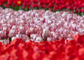 2026.04.25 Tulipany w botaniku fotLacheta 23
