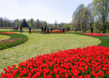 2026.04.25 Tulipany w botaniku fotLacheta 26