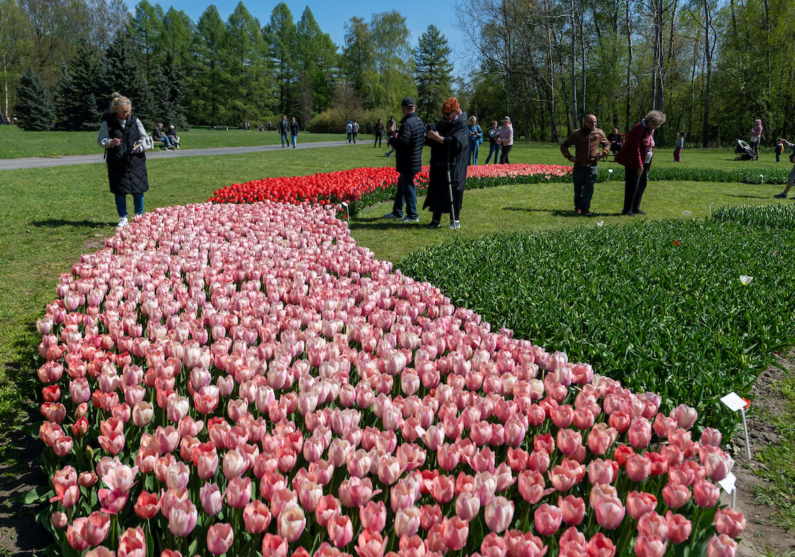 Łódzki Ogród Botaniczny rozkwitł tulipanami [ZDJĘCIA]